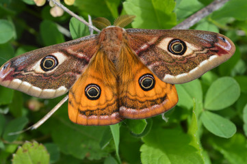 Emperor's Night Butterfly, Emperor Moth, Saturnia pavonia, Small emperor moth