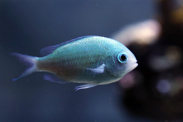  Grüne Schwalbenschwänzchen (Chromis viridis9