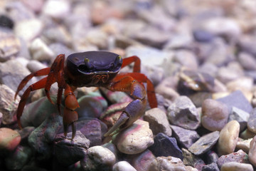 Harlekinkrabbe (Cardisoma armatum)