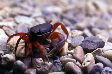 Harlekinkrabbe (Cardisoma armatum)