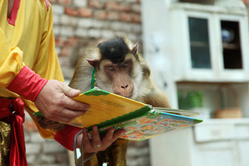 Circus  monkey is looking through a big book