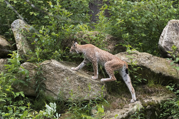 Luchs im Felsgebiet