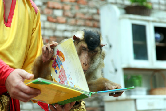 Circus Monkey Reading A Book