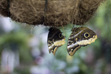 Amazing Butterfly Close up Shot