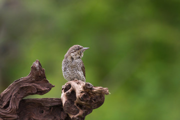 Il picchio torcicollo (Jynx torquilla)