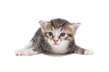 Kitten on a white background