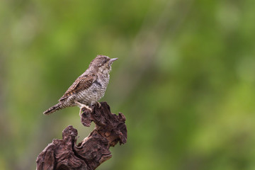 Il picchio torcicollo (Jynx torquilla)