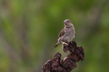 Il picchio torcicollo (Jynx torquilla)