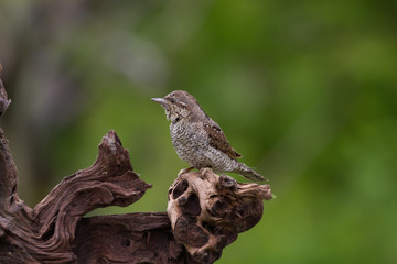 Il picchio torcicollo (Jynx torquilla)