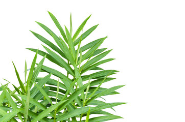 Zingiber purpureum Roscoe. tree Leaf Isolated On White / clipping path