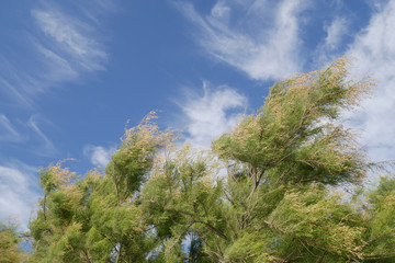 Amazing background with pines blowing in the wind and beautiful cloudy blue sky during windy...