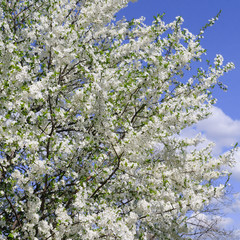 Spring flowers. Beautifully blossoming tree branch.
