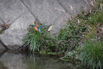 a flying kingfisher bird - backshot / 飛び去るカワセミの後ろ姿(オス)