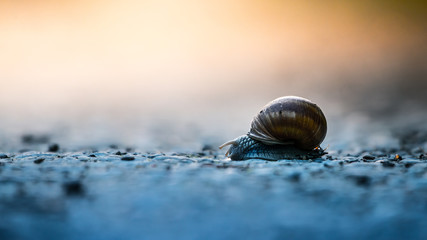 escargot et levé de soleil