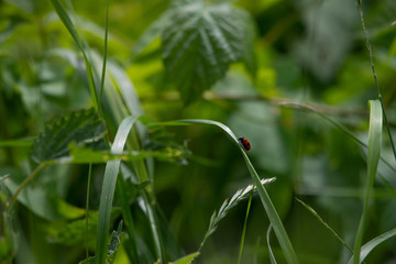 clytre a quatre points