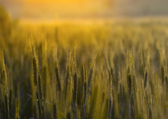 Naklejka premium Wheat background gold