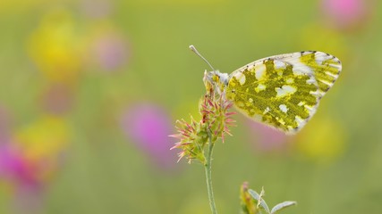 Euchloe ausonia  150