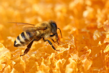 Honeybee