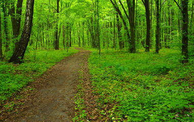 Forest trees in spring