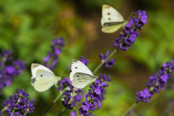 Large yellow butterfly on violet levander flower