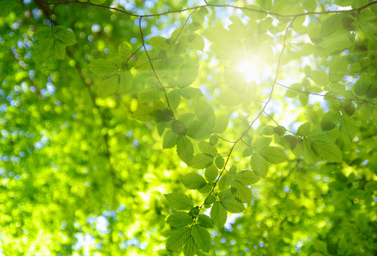 Fototapeta Green leaves and sun