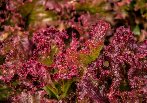 Purple lettuce and drops of water. Useful organic lettuce Lola Rossa. Useful herbs