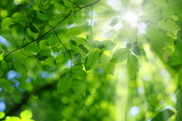 Fototapeta na wymiar Sun beams and leaves.