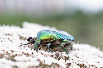 Green Beetle Bug