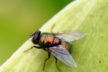 Housefly