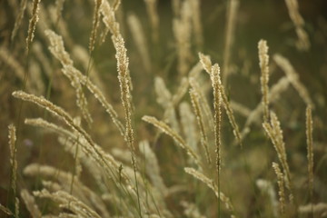 Fototapeta premium nature