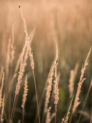 Fototapeta premium weizen