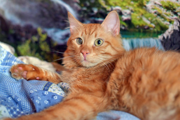 beautiful young red cat with one eye defeat of the cornea directly