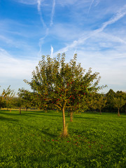 Apfelbaum auf einer Streuobstwiese im Herbst