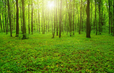 Sun beam in forest