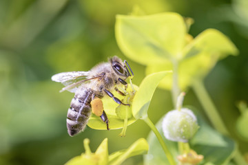 Bee pollinating steppes spurge - Euphorbia seguieriana