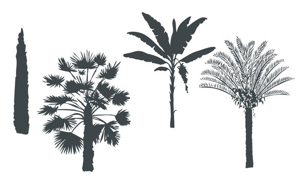 Hand drawn botanical exotic vector set with silhouette palm trees, banana, cypress, cycas on light background.
