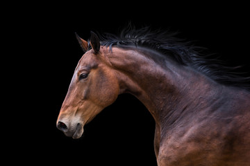 Fototapeta na wymiar Portrait of bay horse isolated on black background