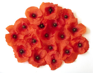 Poppies on A White Background