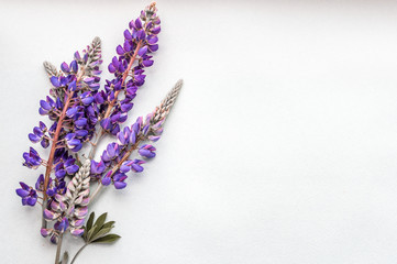 branch of lupine on a white background