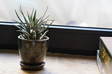 Succulent in a beautiful pot on the windowsill.