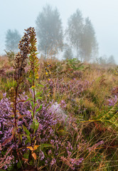 Fototapeta premium Misty morning dew on mountain meadow