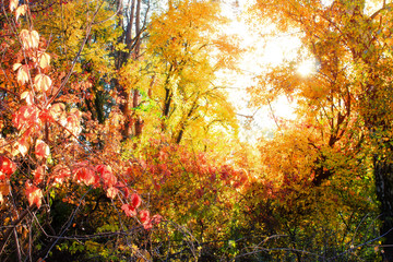 Autumn colorful bright trees  background. Bright leaves, copy space