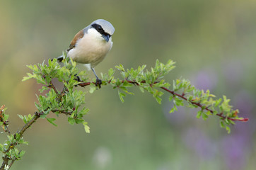 Male of Red-backed shrike. Lanius collurio