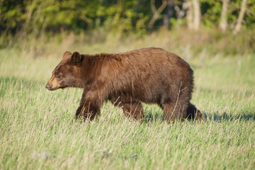 Wilder, junger Grizzly Bär im Glacier National Park, Monatana