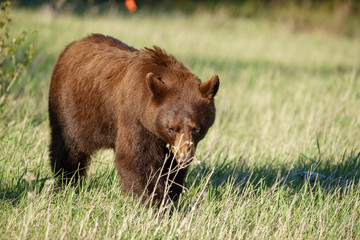 Obraz na płótnie Canvas Grizzly Bear in Glacier National Park