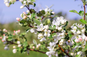 big blooming apple tree branch with white flowers and green leaves. Sunny spring day