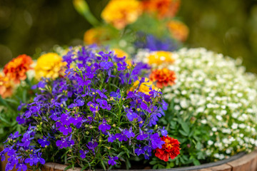 Obraz premium A close-up photograph of a colorful summer flower.