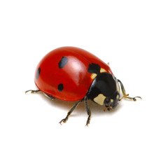Fototapeta premium Ladybug isolated on white