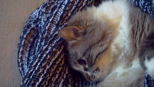 funny adult beautiful blue-eyed fluffy cat wrapped in a woolen sweater.closeup.