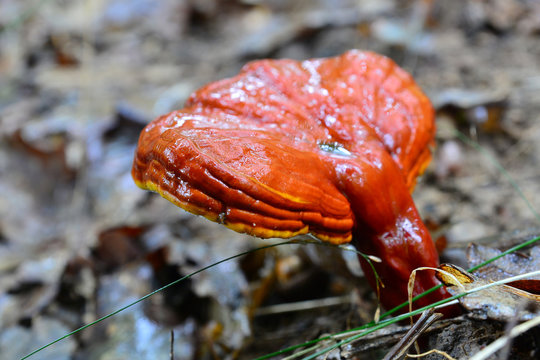 lingzhi mushroom